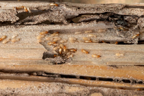 Best Best Pest Control Companies  in Moodus, CT